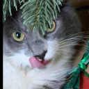 Louise The Cat